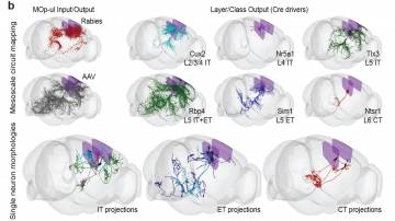 3D representations show some brain-wide primary motor cortex input–output patterns at population and single cell resolution. At the bottom, individual projection neurons were fully reconstructed following high-resolution whole-brain imaging. 