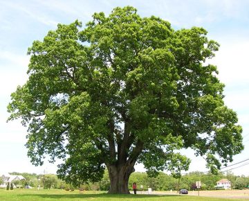 Keeler Oak Tree