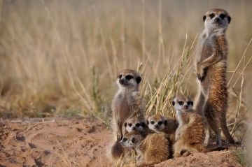 New research finds that testosterone-fueled aggression by the matriarch is  a crucial part in the evolution of cooperation in meerkat societies. Photo: Charli Davies