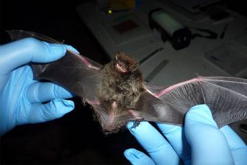 A discovery that explains why bats rarely get cancer may lead to treatments for humans with cancer, according to researchers from Duke-NUS Medical School.