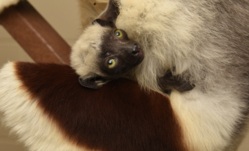 Camilla, the first baby lemur of the 21-22 breeding season