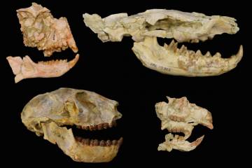Fossils of the key groups used to unveil the Eocene-Oligocene extinction in Africa with primates on the left, the carnivorous hyaenodont, upper right, rodent, lower right. These fossils are from the Fayum Depression in Egypt. (Matt Borths) 
