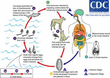 life cycle of a liver fluke