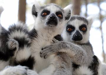 Ring-tailed lemurs such as these at the Duke Lemur Center can tell that a fellow lemur is weaker just by the natural scents they leave behind, researchers report. Males act more aggressively toward scents that smell “off.” Photo by David Haring.