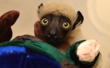 Silas, born at the Duke Lemur Center