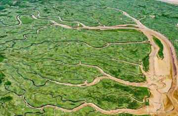 aerial view of marshlands