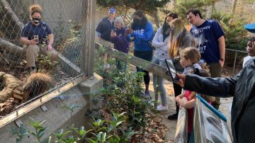 Visitors to the NC state zoo watch porcupine play with enrichment toy designed by Pratt engineering students